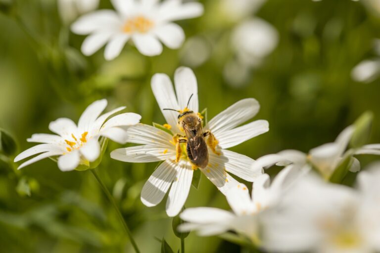 Spring meadow flower and honey bee